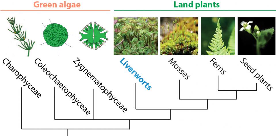 Green plant phylogenetic tree