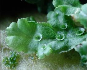 A Marchantia Thallus